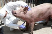 영덕 돼지열병발생, 경북축산농가 이동중지명령