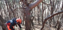 경북도내 소나무재선충병 급격확산