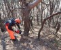 경북도내 소나무재선충병 급격확산