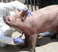 영덕 돼지열병발생, 경북축산농가 이동중지명령