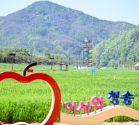 청송정원 봄맞아 청보리로 새단장, 관광객들에게 큰 인기!